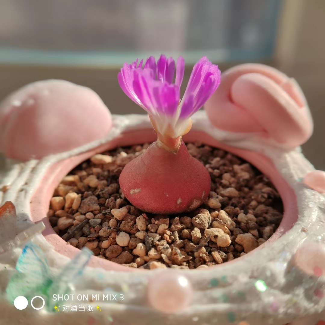 多肉君 的想法: 今日分享——灯泡开花 - 知乎