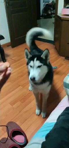 蛇是怎么拉屎和撒尿的 v2-388a6a5cb09550104263e314f1325524_bh.jpg?source=1940ef5c