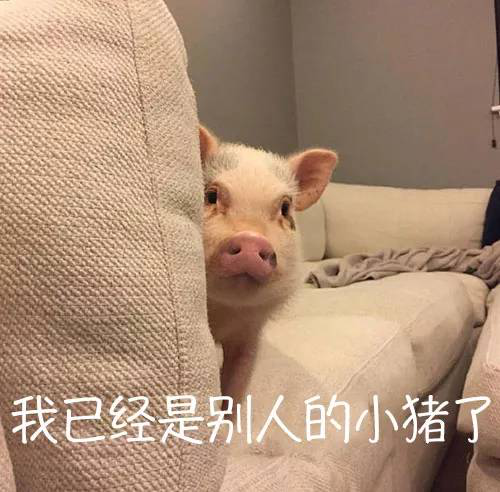 2020-2021年的网络沙雕文案句子搞笑:摩天轮就像个花圈插图49 2020-2021年的网络沙雕文案句子搞笑:摩天轮就像个花圈插图49