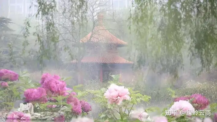 观赏牡丹的养护及管理