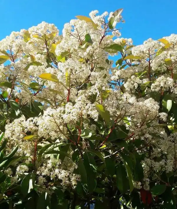 越早知道越好（石楠花在哪里生長(zhǎng)）石楠花在哪個(gè)城市，花中“污妖王”？別再冤枉石楠花了！，鄭州老年卡年審在手機(jī)上怎么操作，