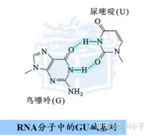 少数病毒rna由两条互补的多聚核糖核苷酸链组成,它的二级结构为a型双