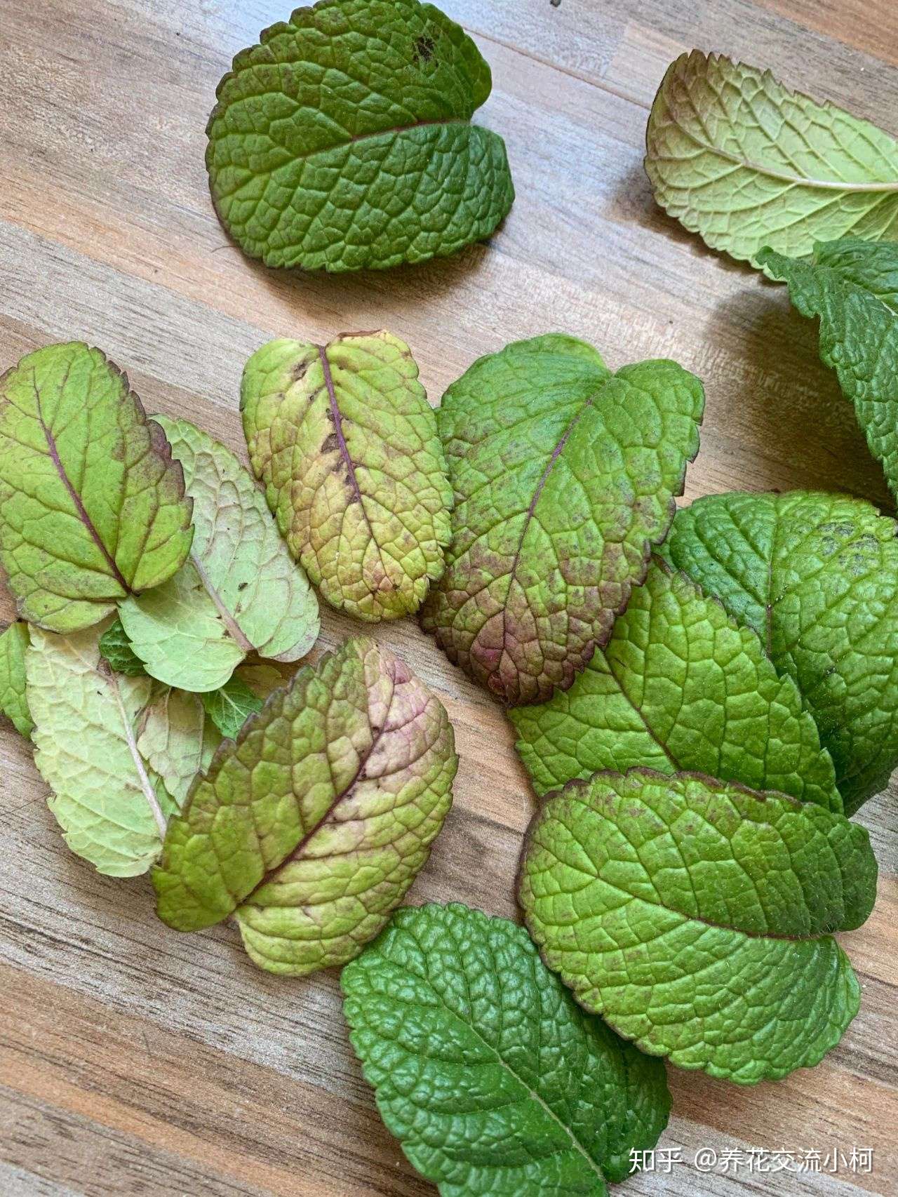 盆栽薄荷叶子莫名其妙就烂掉了 茎黑腐 茎叶枯萎 是什么情况 知乎