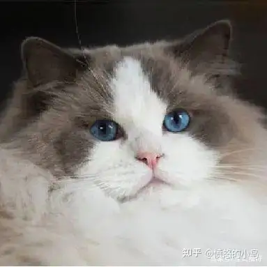 海豹双色英短高清大图布偶海豹双色到底什么意思