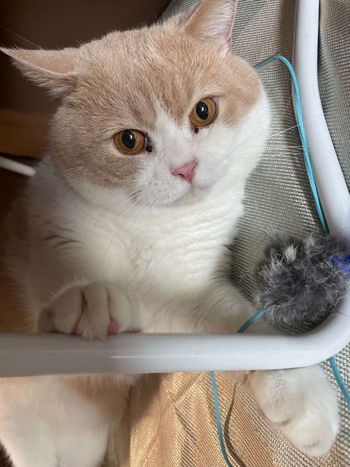 神奇橘猫黄小仙 的想法: 像我这样的哲学黄猫
