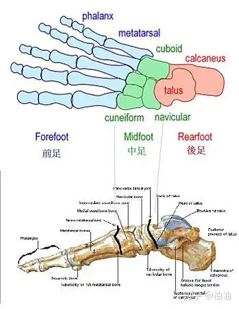 旋前和旋后足部的三维运动