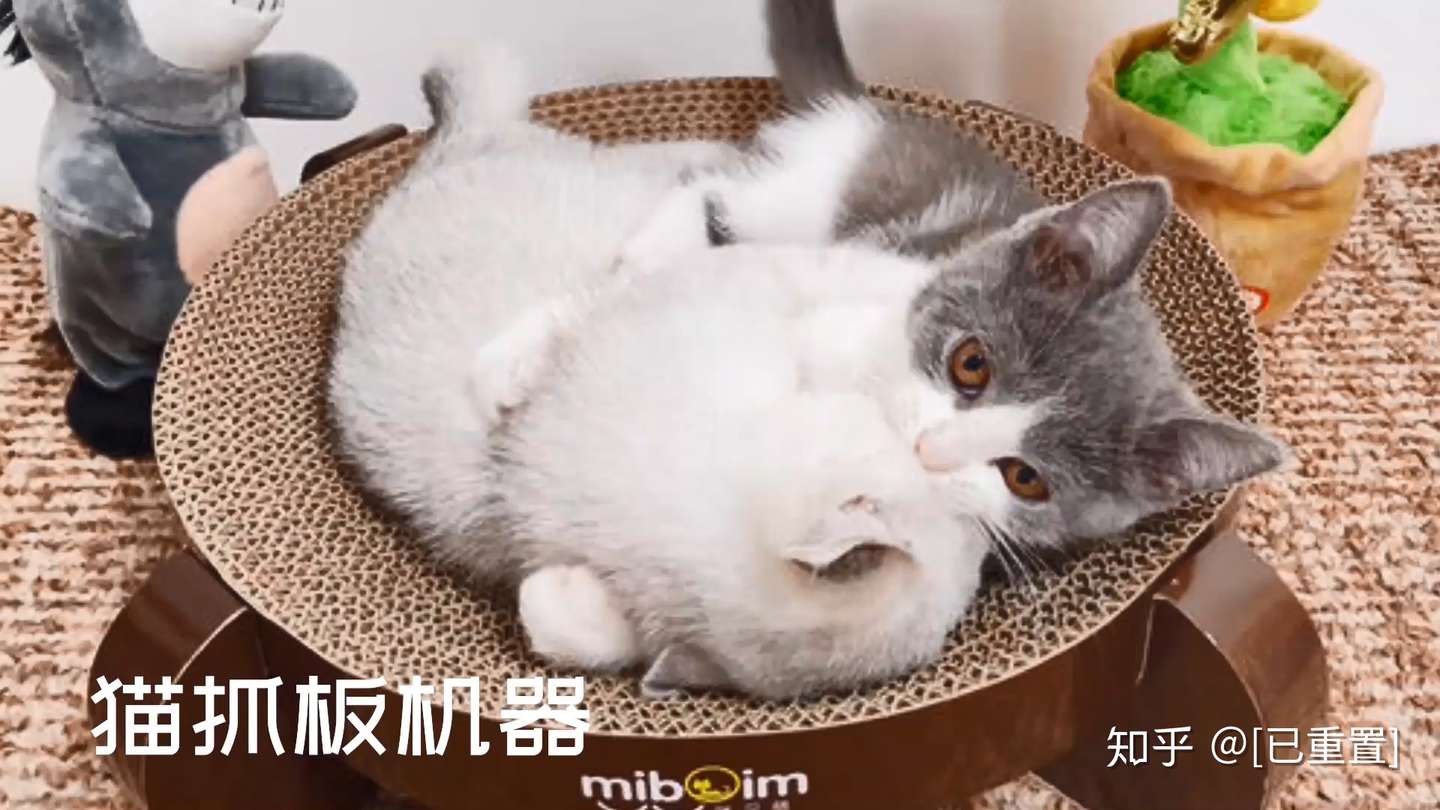 猫抓板生产设备如何制作猫抓板 瓦楞纸猫抓板生产工艺流程 知乎 猫抓板生产设备如何制作猫抓板 瓦楞纸猫抓板生产工艺流程 知乎