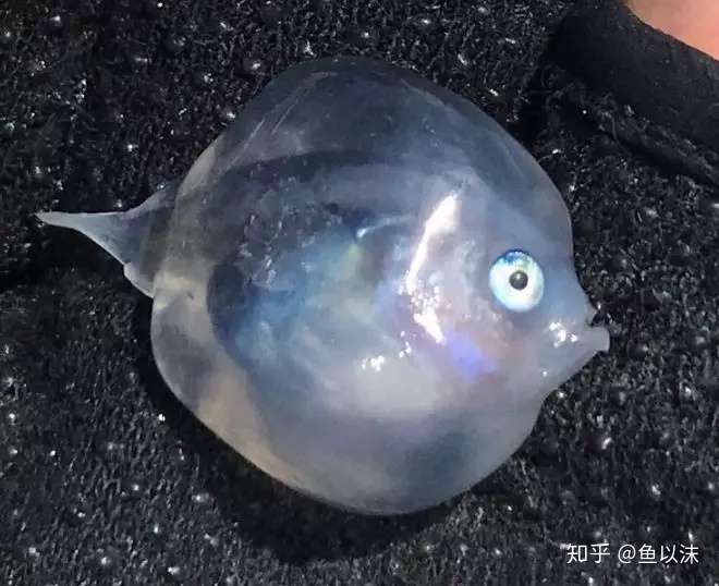 全身透明的鱼 是魔鬼 还是天使 知乎