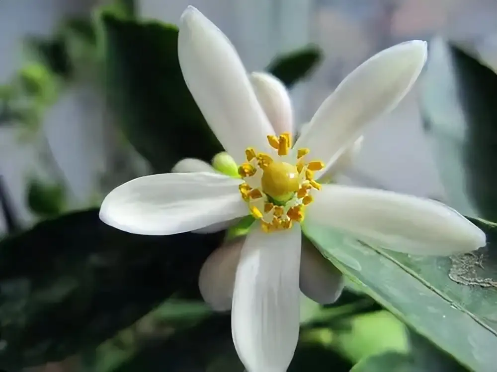 柠檬花 最甜的花 最酸的果 最文艺的夏天 花名册no 000 知乎