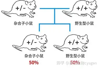 體外轉錄為rna後,與cas mrna一起原核顯微注射獲得測序鑑定陽性的f0代