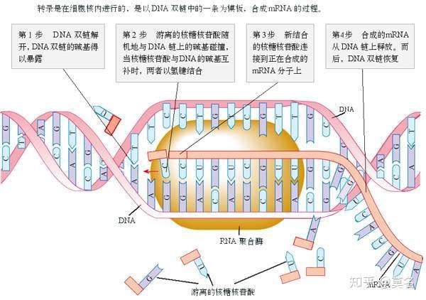 是什么驱使dna进行复制转录?