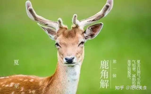 【二十四节气·夏至】日北至，日长之至，日影短至，故曰夏至