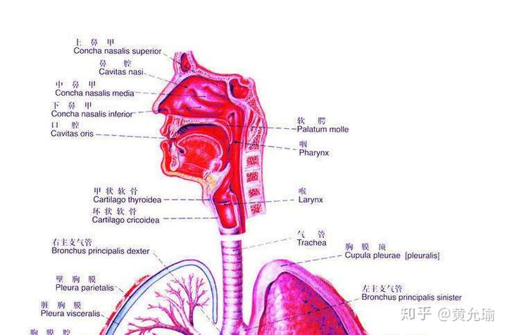 上下呼吸道的分界标志图片