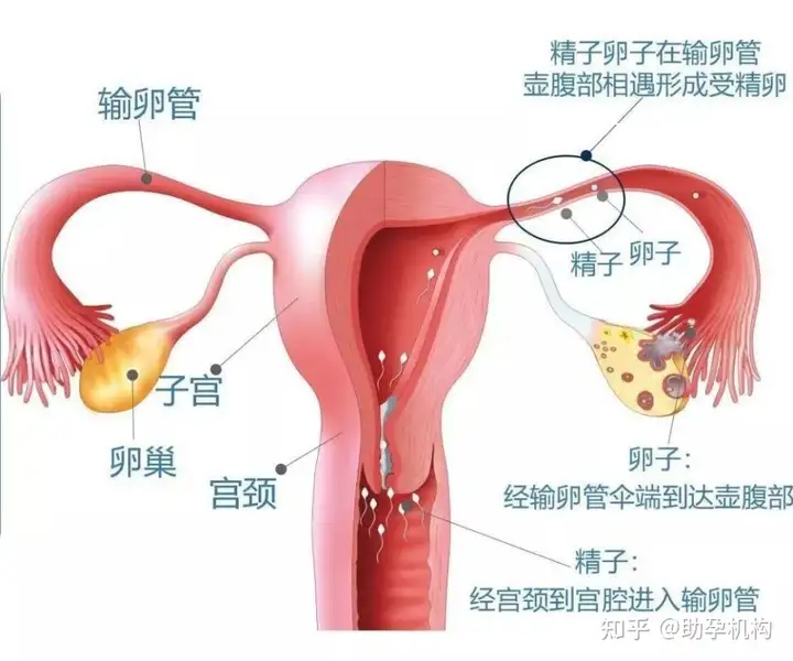 广州代生怀孕公司（试管婴儿六大真相！  双胞胎?选男女?原来是这样啊!）