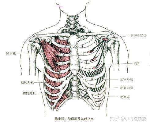 肌肉功能冷知识 代偿呼吸的胸小肌 斜角肌 胸锁乳突肌 知乎