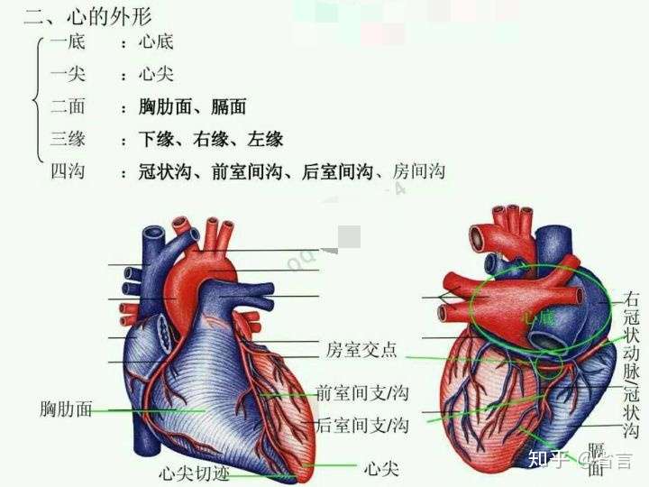 醫學生筆記心臟解剖圖個人筆記僅供參考