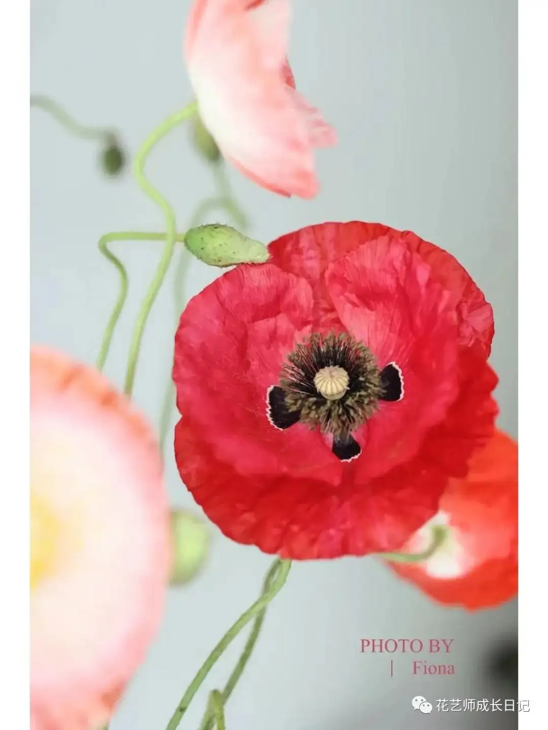 每日一花 雪莉虞美人 你永远不知道下一朵开出什么花 Vol 42 知乎 每日一花 雪莉虞美人 你永远不知道下一朵开出什么花 Vol 42 知乎