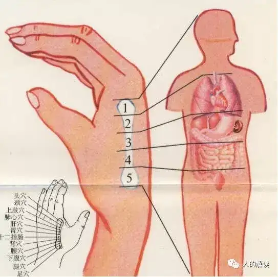 奇特的身体全息现象，连人生都是全息的-人的解读