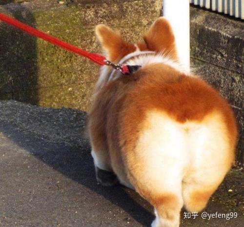 如何挑选一只优质的柯基犬 知乎