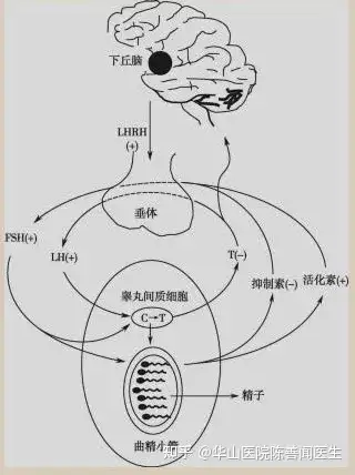 换个角度看男性衰老:性腺轴与男性衰老的关系