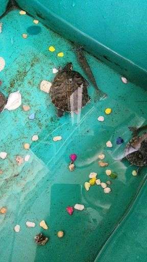 乌龟的视频大全全集 v2-3ad871b01a0f882e99149c039fd5ddef_bh.jpg?source=1940ef5c