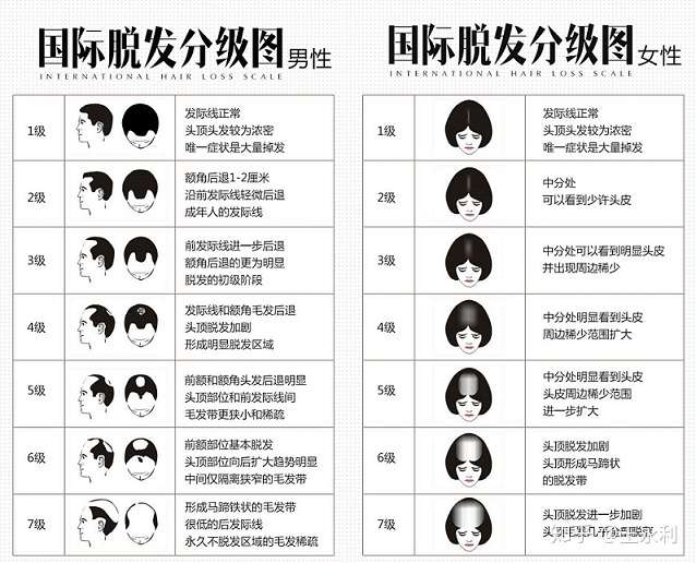 秃顶基因的遗传图解图片