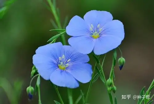蓝花亚麻 多年生花卉 蓝色小花娇小玲珑 种植简单 观赏价值高 知乎