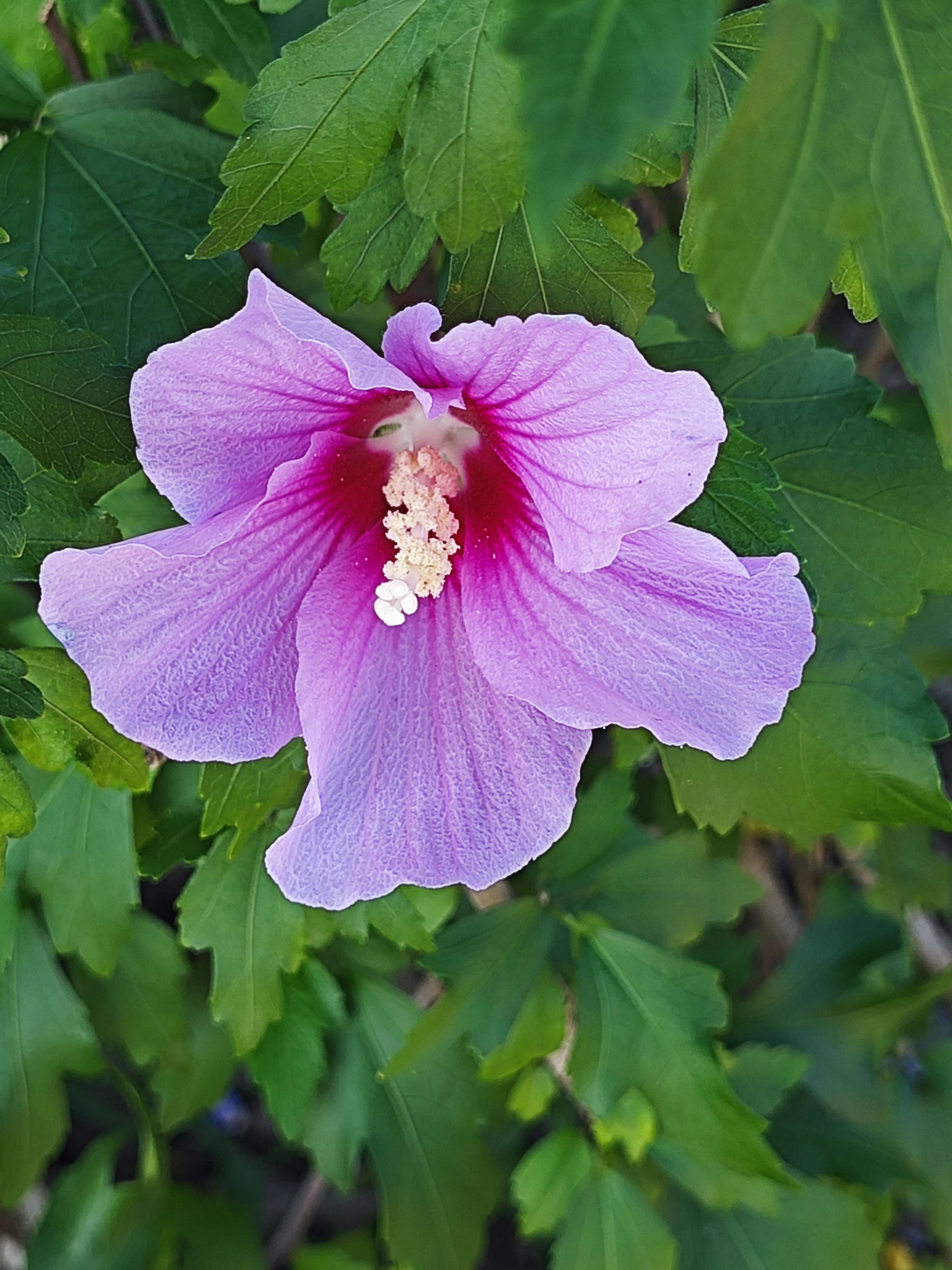 城市路边常见的花图片