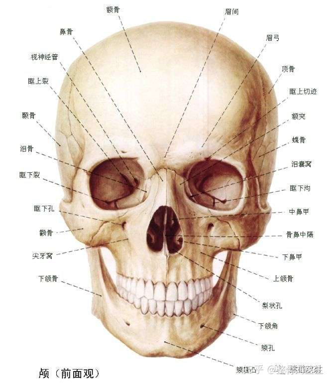 脸上骨头错位并非你看到的样子 知乎