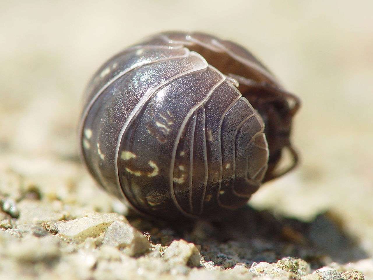 绝食五年最终死亡 这种深海怪虫反而被捧为暗黑美食 知乎