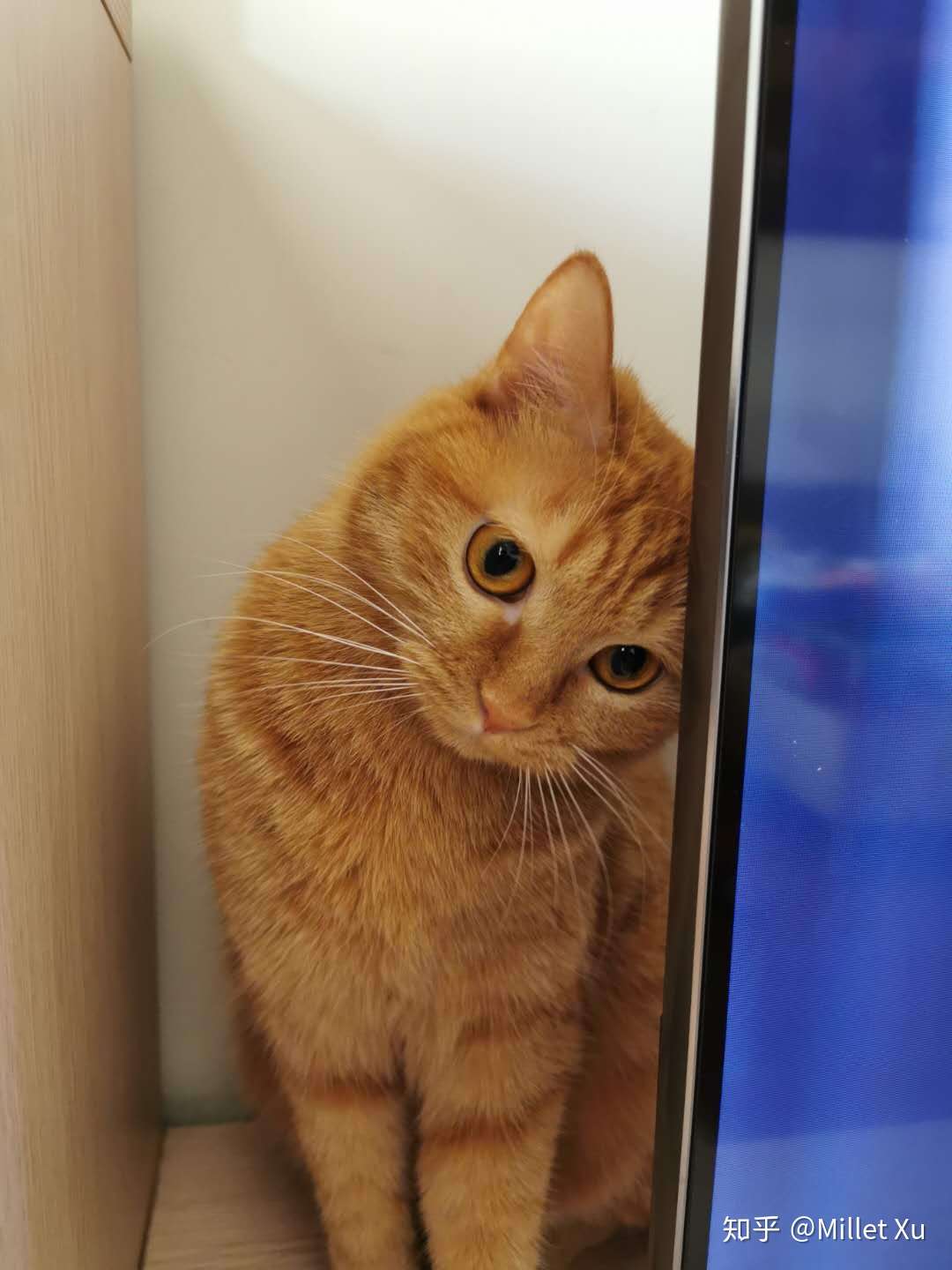 黑胡子·豆进化成猫豆儿啦！ - 知乎