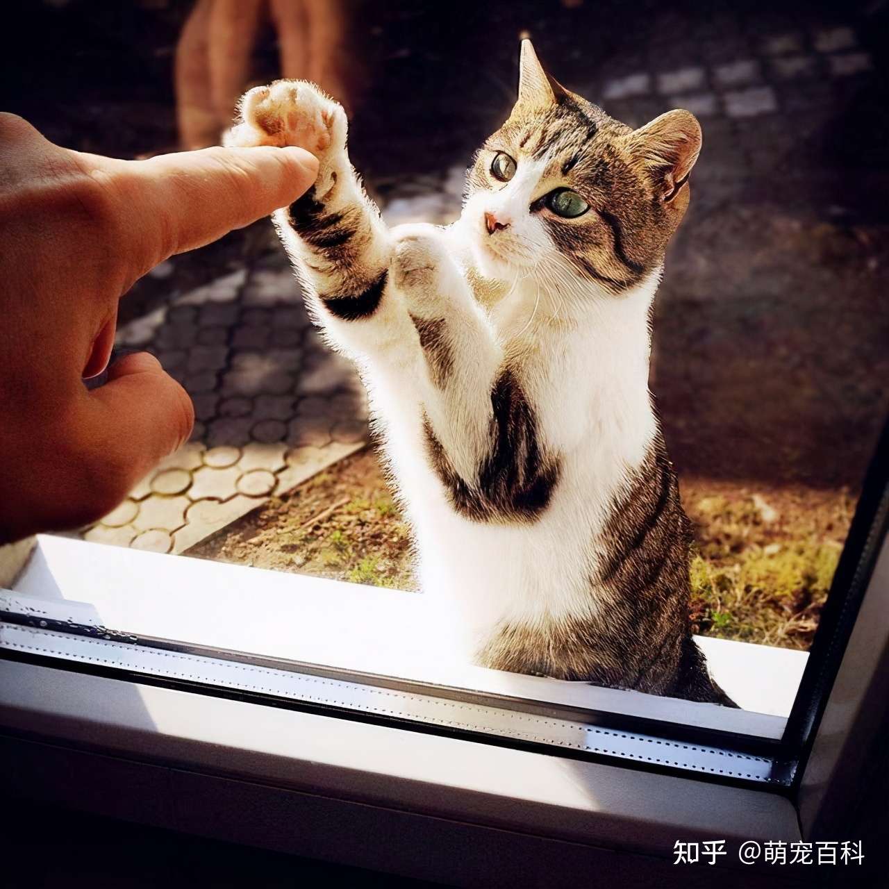 猫咪的17个小秘密 养猫多年的人 也未必知道 知乎 猫咪的17个小秘密 养猫多年的人 也未必知道 知乎