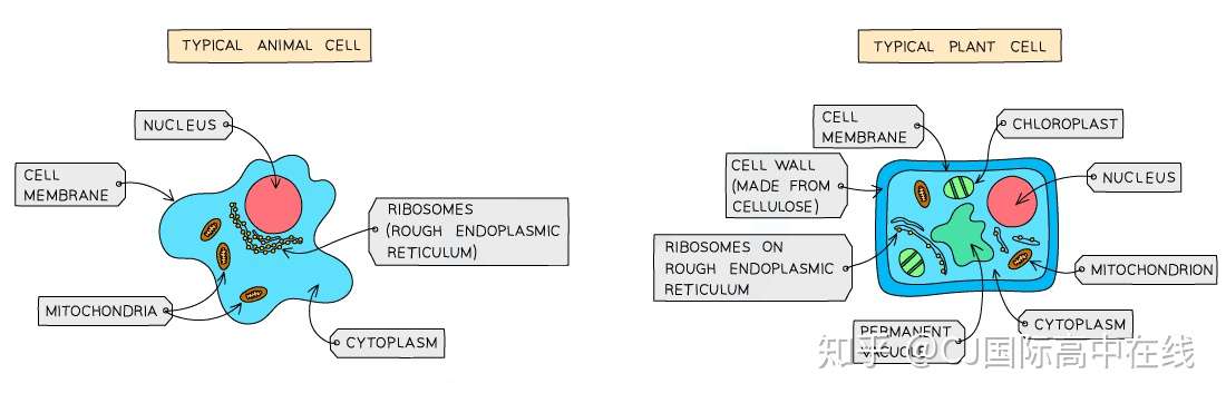 Cie Igcse Biology Common Cell Structures 1 3 çŸ¥ä¹Ž