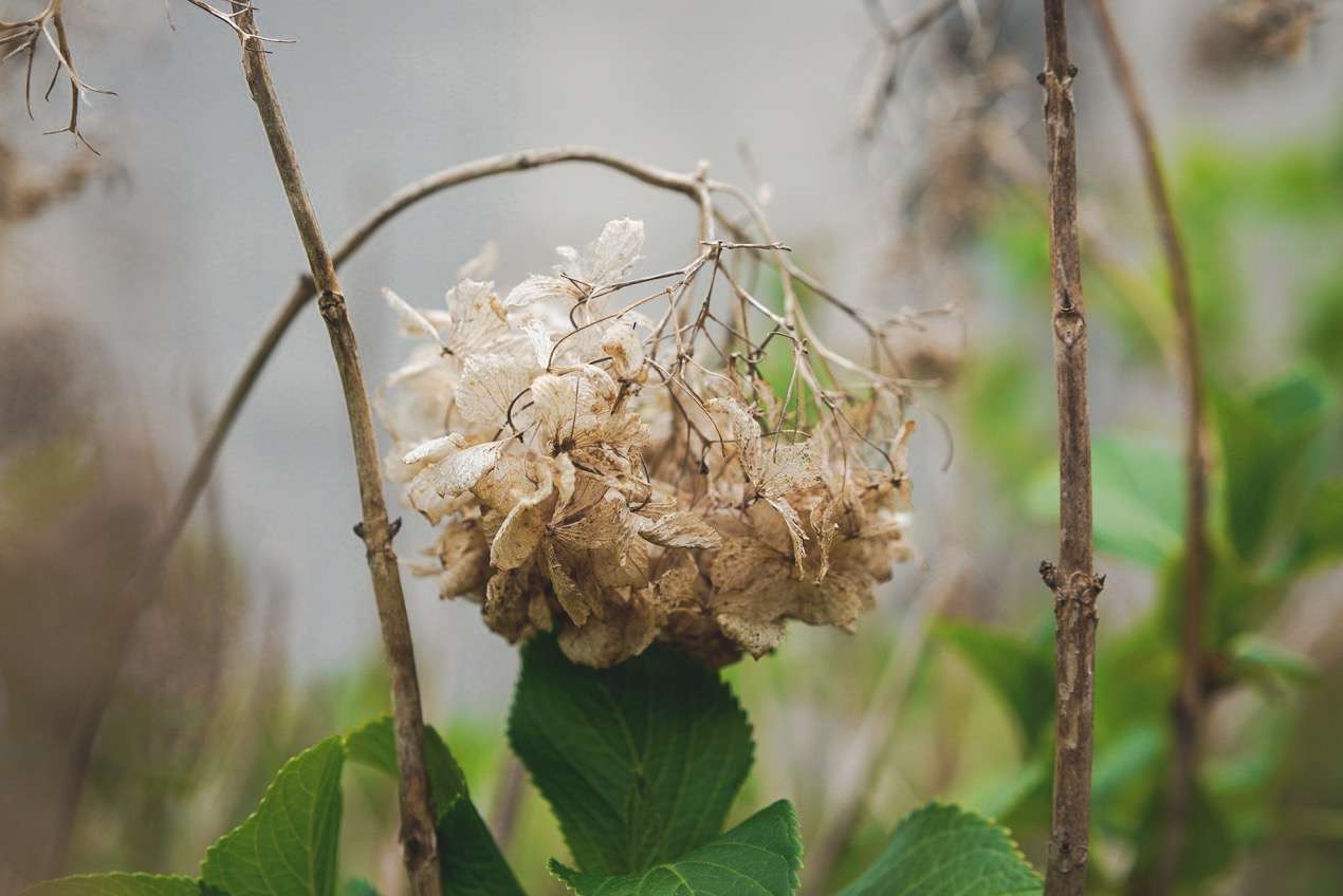 今天开学,去年的紫阳花还没凋落,新的樱花已经被风吹得差不多了
