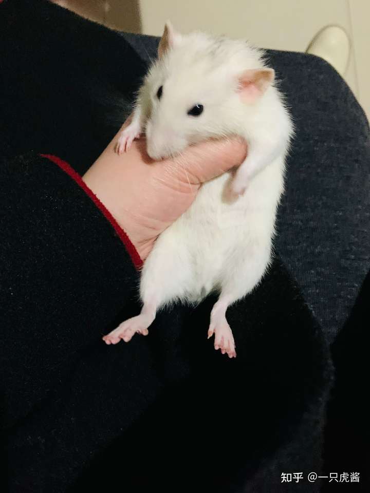 从小养狗,曾经养过小鸡,蜗牛,兔子,刺猬,猫,仓鼠,金丝熊,花枝鼠,玉米