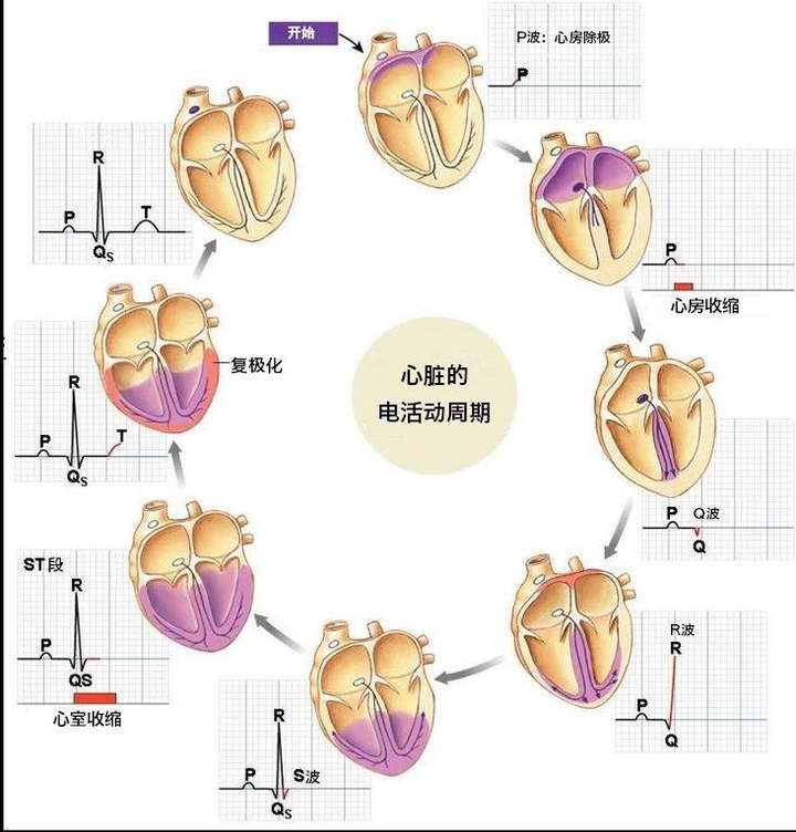 临床02奋起搏之心脏起搏器植入的三剑客