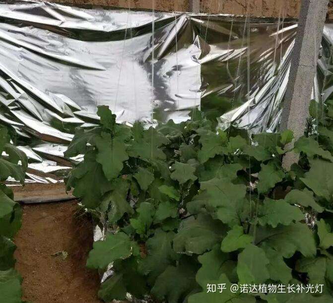 冬季 怎么防止蔬菜遭遇冷害 知乎