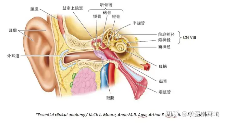 阐耳来盒仪哪——认禁又润炎(图2)