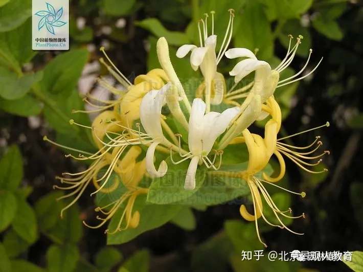 园林植物知识点 华北地区夏季观赏树木 知乎