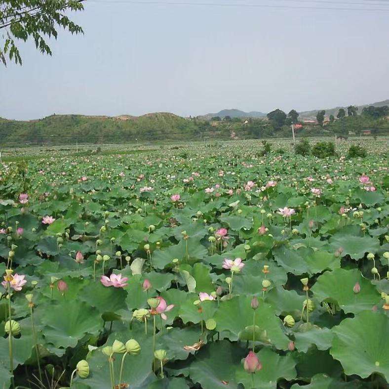 莲商会子莲的高产栽培技术 五 知乎