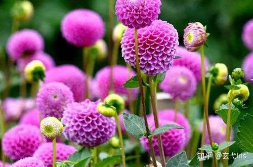 40种春夏植物参考 让你的花园更美些 知乎