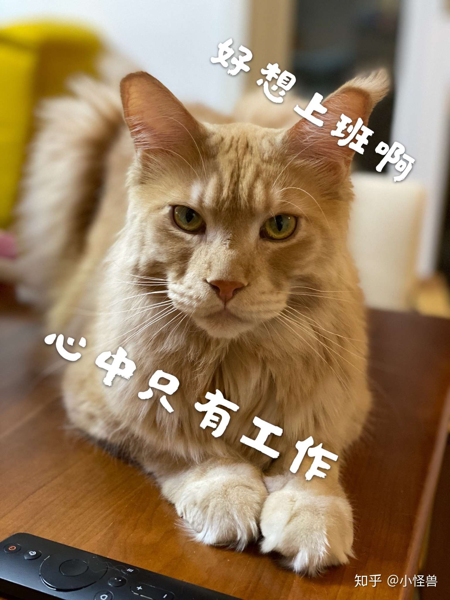 小怪兽 的想法: 在家开会 开的脖子疼,嗓子疼 我想上班 … - 知乎