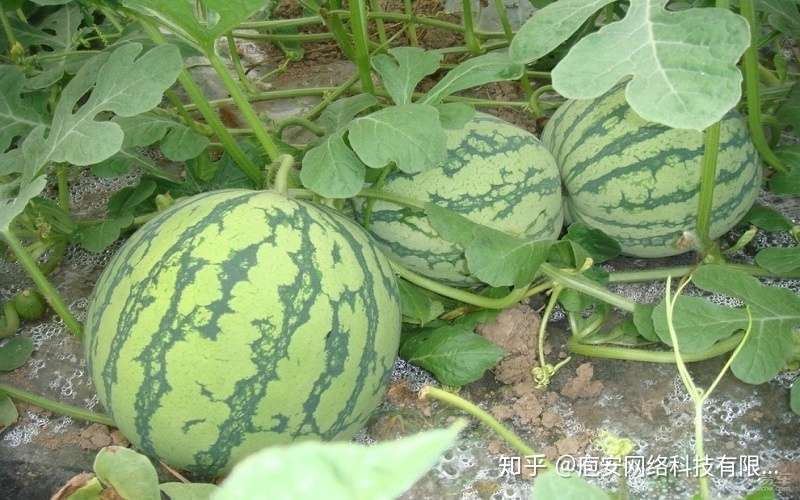 吃货请留步 详细的西瓜价格走势来啦 知乎
