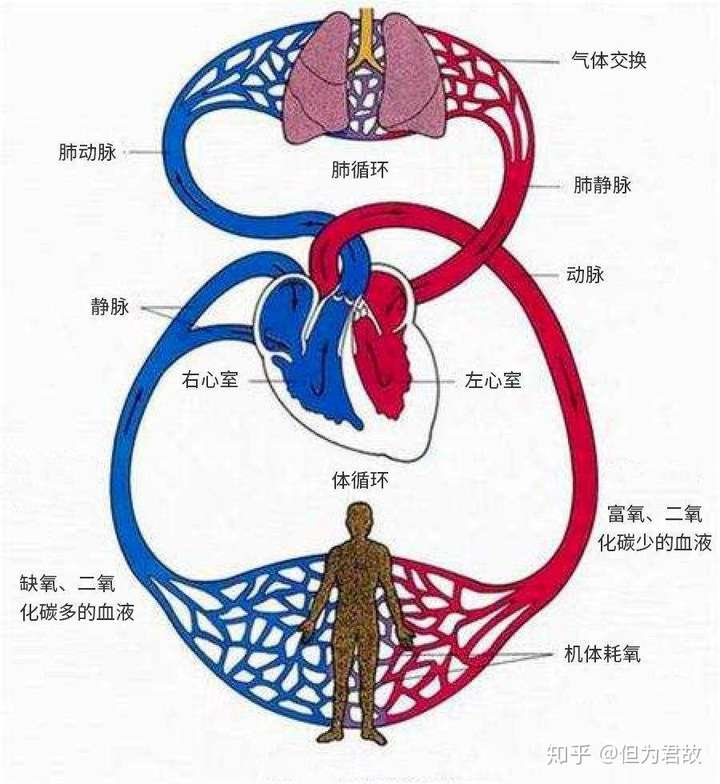 动脉和静脉的作用图片
