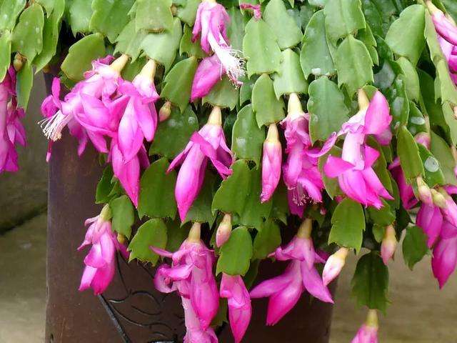 花前花后剪一刀 蟹爪兰 开花爆满盆 开完还能接着开 知乎