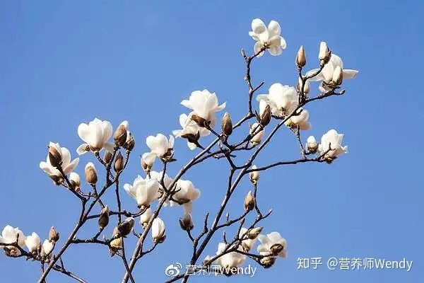 玉兰花就是辛夷 知乎