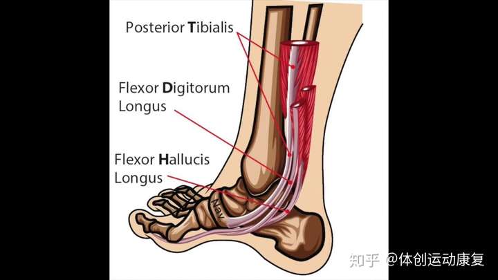 內踝下緣三條肌腱,脛後肌容易疲勞損傷 那麼,這比較可能是哪兒受傷了