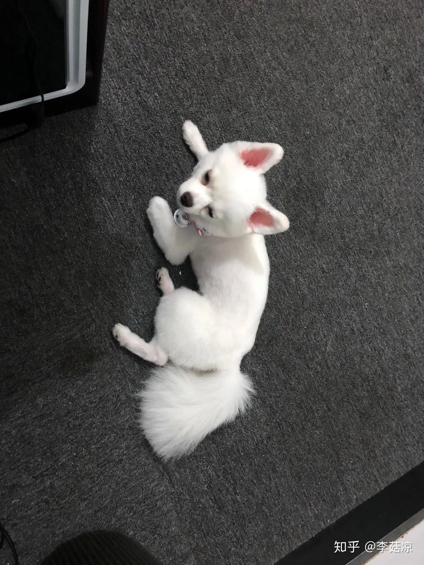 养博美🐶小经验～ - 知乎