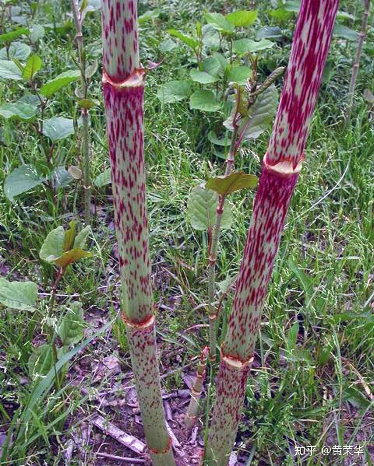 植物染料虎杖粉染色实验 知乎