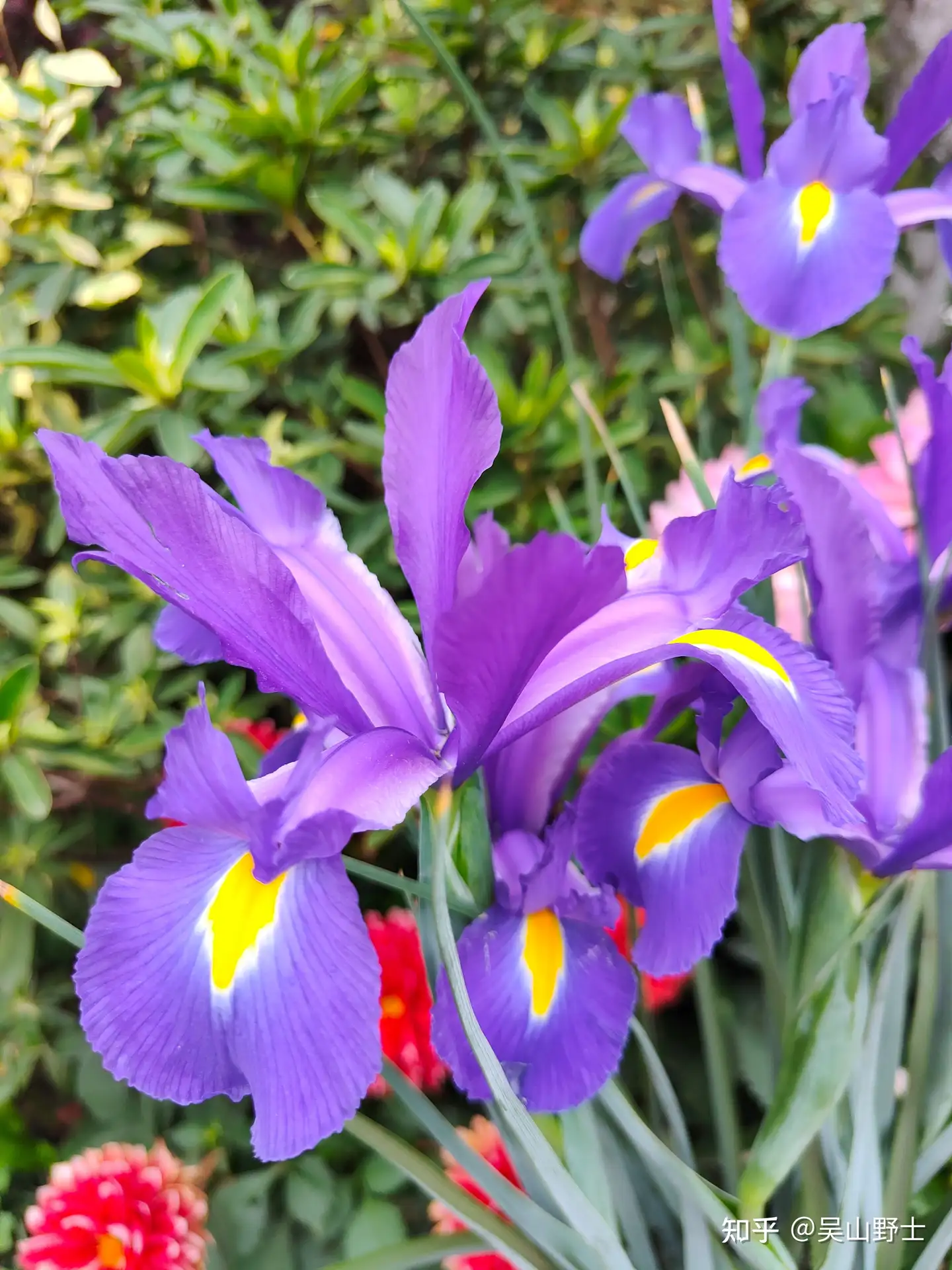 七绝 紫花鸢尾 平水韵 知乎 七绝 紫花鸢尾 平水韵 知乎